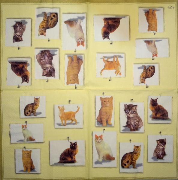 064 Cats - 3-ply - Ambiente